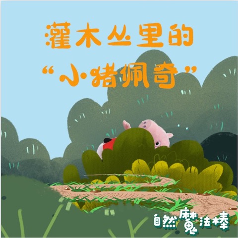 灌木丛里的"小猪佩奇"